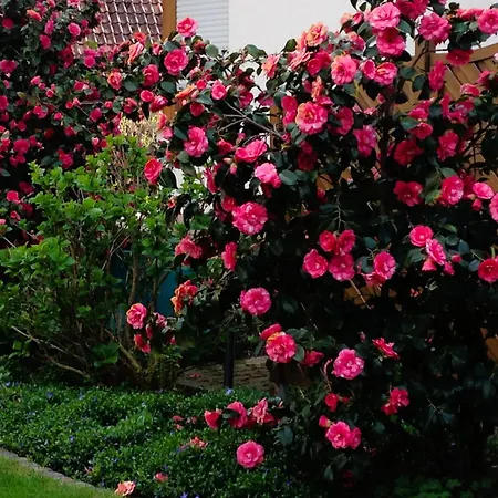 Im Garten Gengenbach